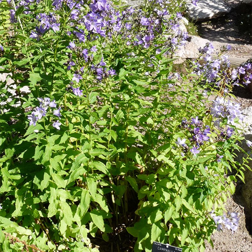 Dolden-Glockenblume - Campanula lactiflora (Plant habit)
