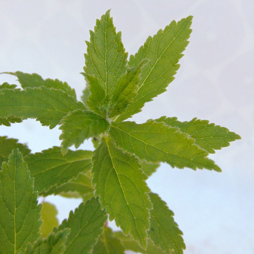 Dolden-Glockenblume - Campanula lactiflora (Foliage)