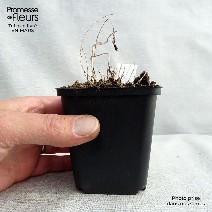 Exemplar von Dolden-Glockenblume - Campanula lactiflora Kleine Töpfe von 8/9 cm wie im Winter geliefert