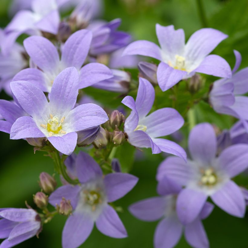 Dolden-Glockenblume - Campanula lactiflora (Flowering)