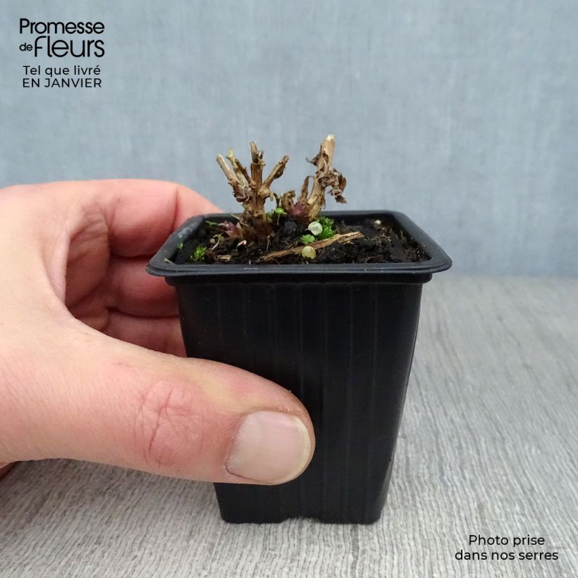 Exemplar von Dolden-Glockenblume Loddon Anne - Campanula lactiflora Kleine Töpfe von 7/8 cm wie im Winter geliefert