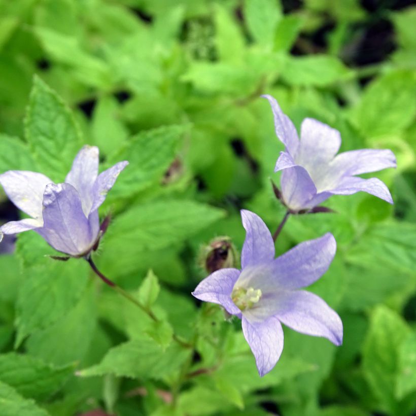 Dolden-Glockenblume Prichard s variety - Campanula lactiflora (Flowering)