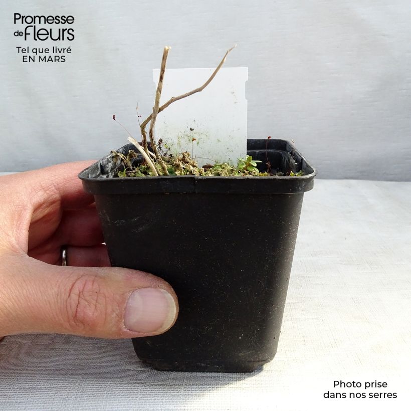 Exemplar von Dolden-Glockenblume Prichard s variety - Campanula lactiflora Kleine Töpfe von 8/9 cm wie im Winter geliefert