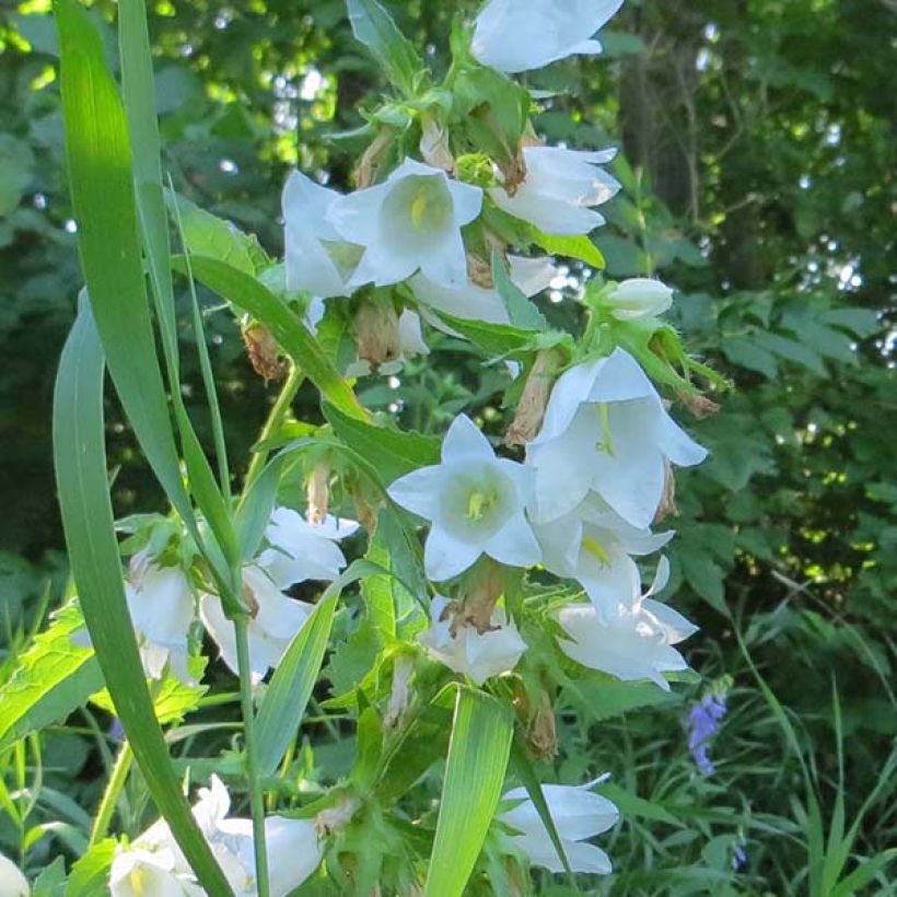 Campanula latifolia var. macrantha alba - Breitblättrige Glockenblume (Flowering)