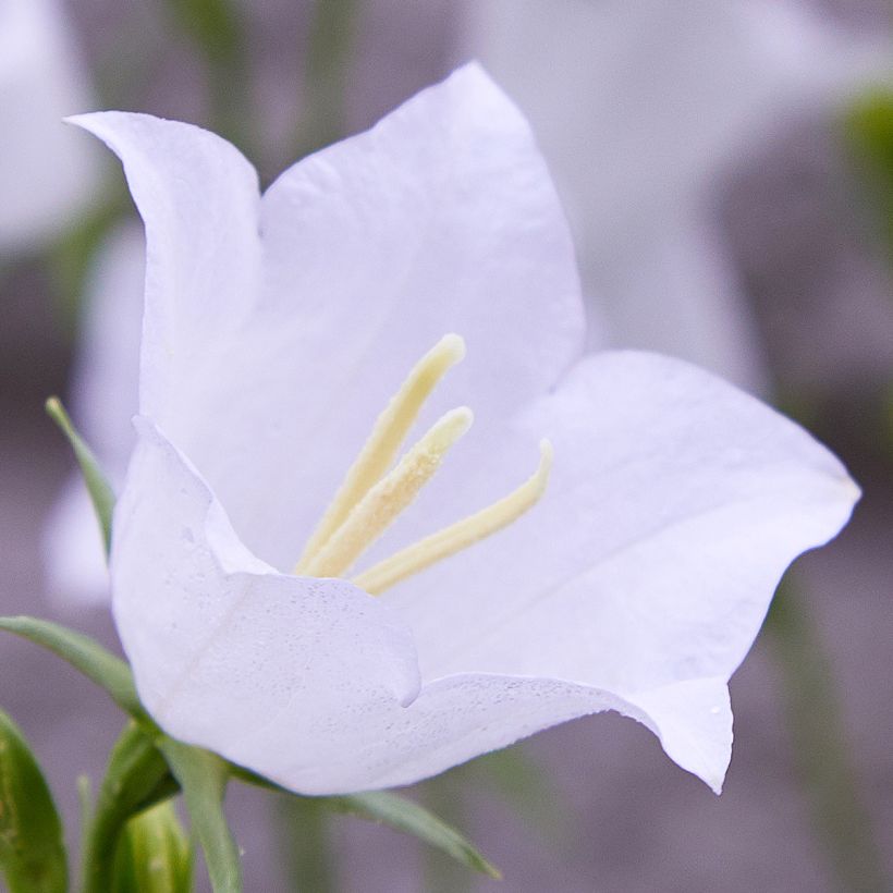 Pfirsichblättrige Glockenblume var. planiflora f.alba - Campanula percisifolia (Flowering)