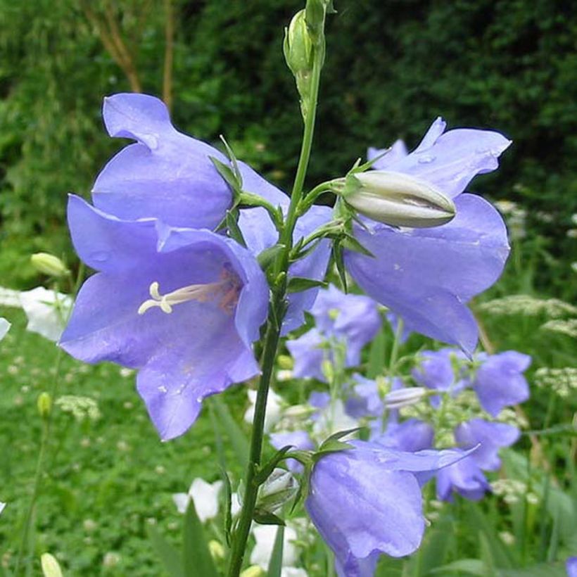 Pfirsichblättrige Glockenblume - Campanula persicifolia (Flowering)