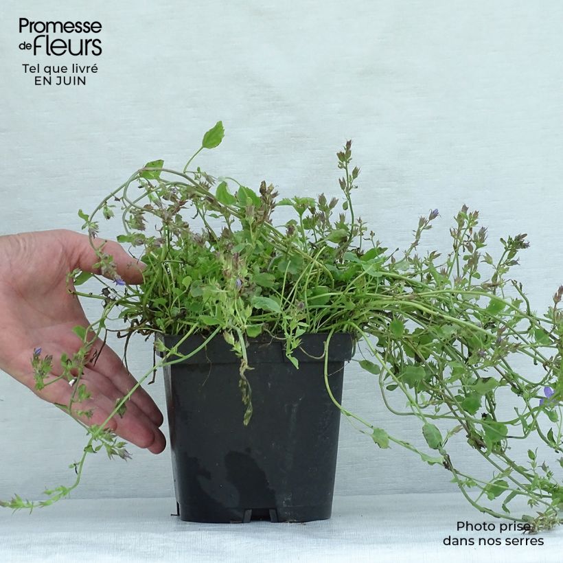 Example of Campanula poscharskyana - Hängepolster-Glockenblume Topf mit 2L/3L as you get in ete