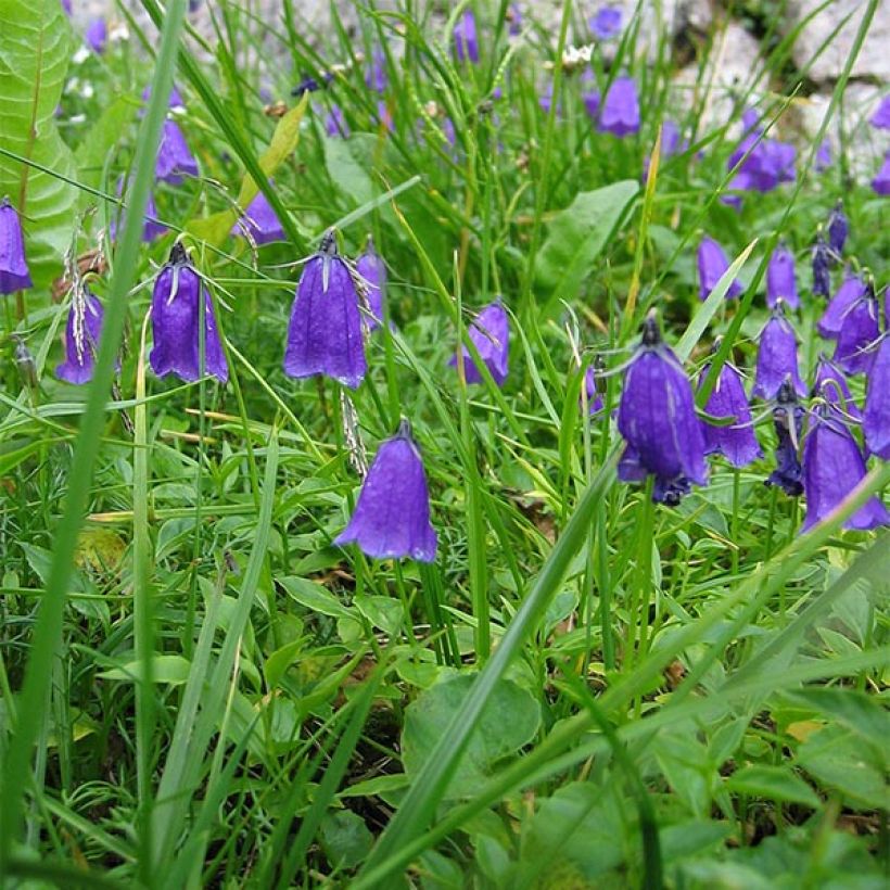 Campanula pulla - Dunkle Glockenblume (Flowering)