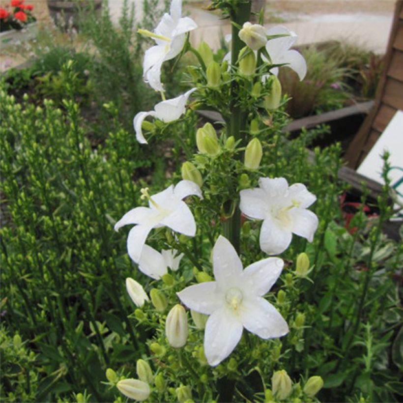 Campanula pyramidalis Alba - Pyramiden-Glockenblume (Flowering)
