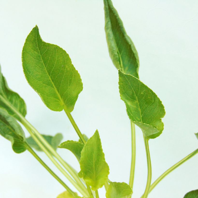 Campanula pyramidalis Alba - Pyramiden-Glockenblume (Foliage)