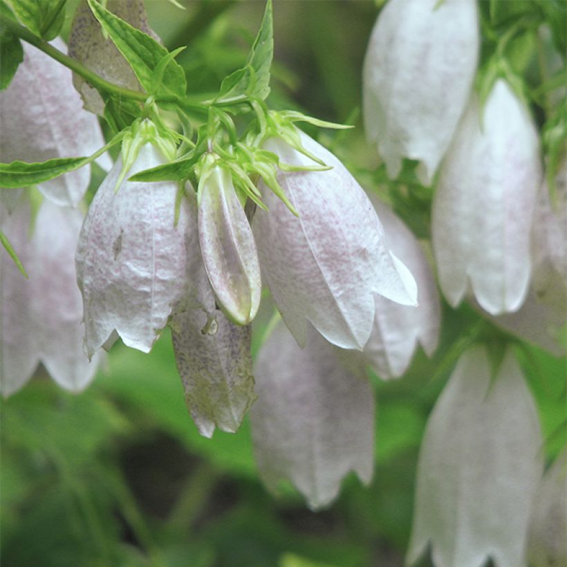Campanula takesimana Alba - Korea-Glockenblume (Flowering)