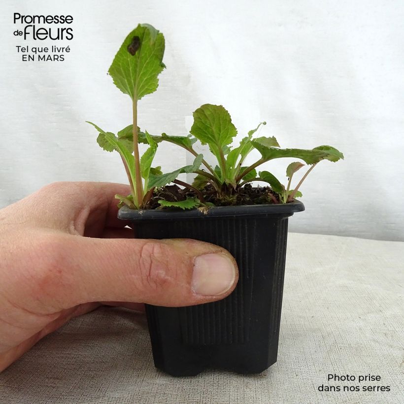 Exemplar von Campanula takesimana Alba - Korea-Glockenblume Kleine Töpfe von 8/9 cm wie im Frühjahr geliefert