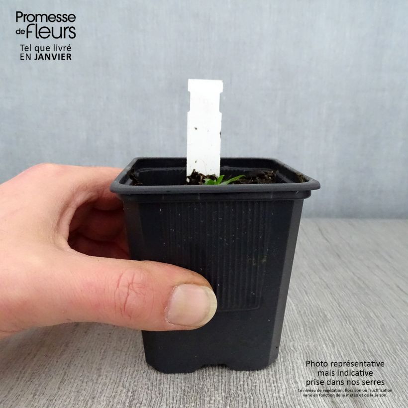 Exemplar von Campanula takesimana Alba - Korea-Glockenblume Kleine Töpfe von 8/9 cm wie im Winter geliefert