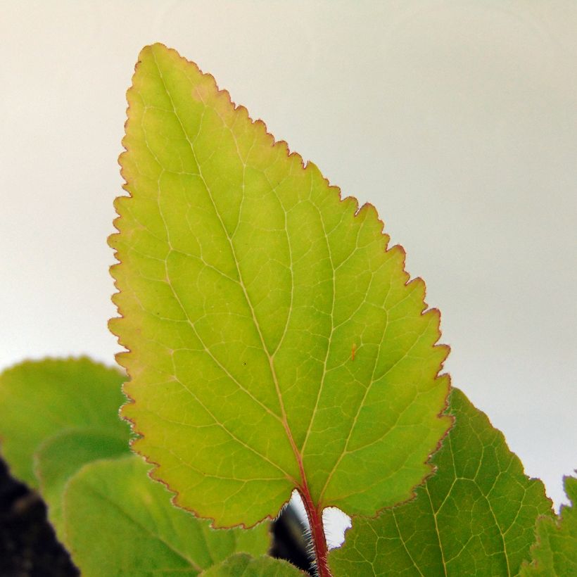 Campanula takesimana - Korea-Glockenblume (Foliage)