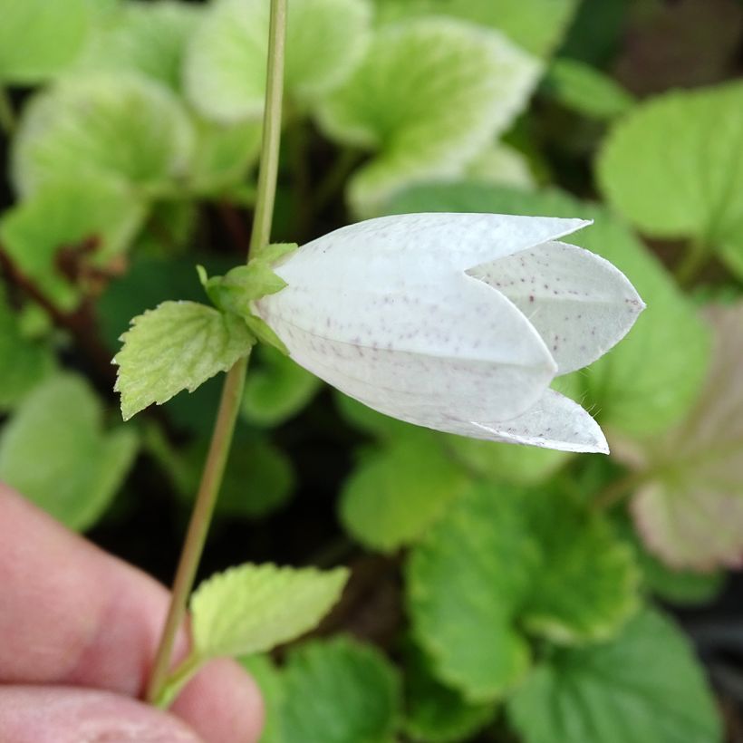 Campanula takesimana - Korea-Glockenblume (Flowering)