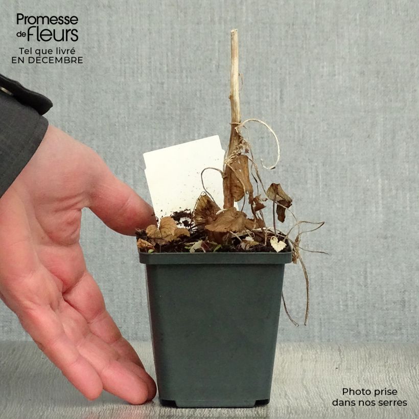 Exemplar von Campanula takesimana - Korea-Glockenblume Kleine Töpfe von 8/9 cm wie im Winter geliefert