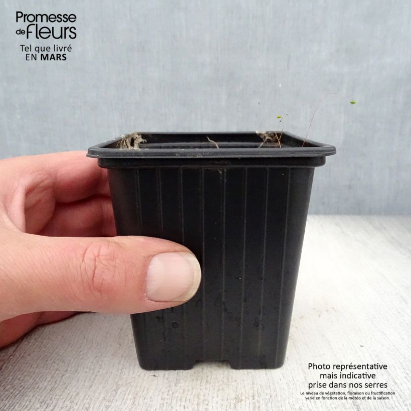 Exemplar von Campanula takesimana Elisabeth - Korea-Glockenblume Kleine Töpfe von 7/8 cm wie im Frühjahr geliefert