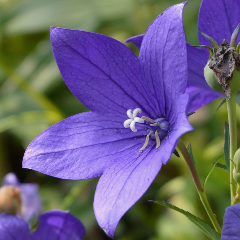 Campanula waldsteiniana - Waldsteins Glockenblume (Flowering)