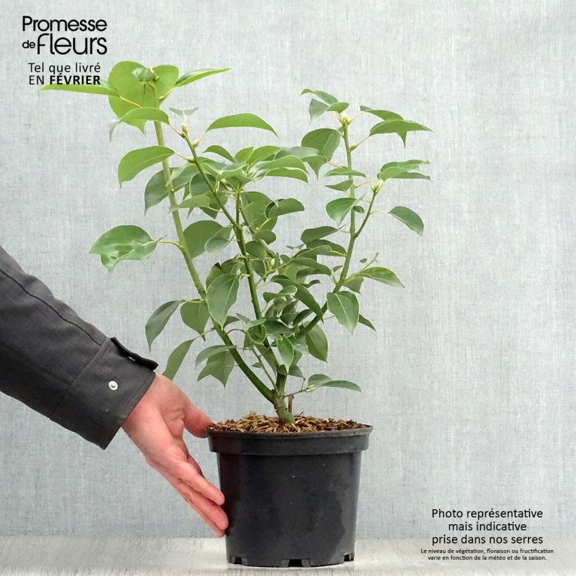 Exemplar von Cinnamomum camphora - Kampferbaum Topf mit 2L/3L wie im Winter geliefert