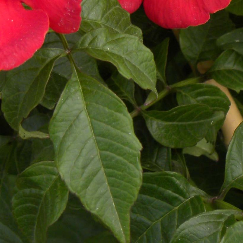 Campsis tagliabuana Summer Jazz Fire - Große Klettertrompete (Foliage)