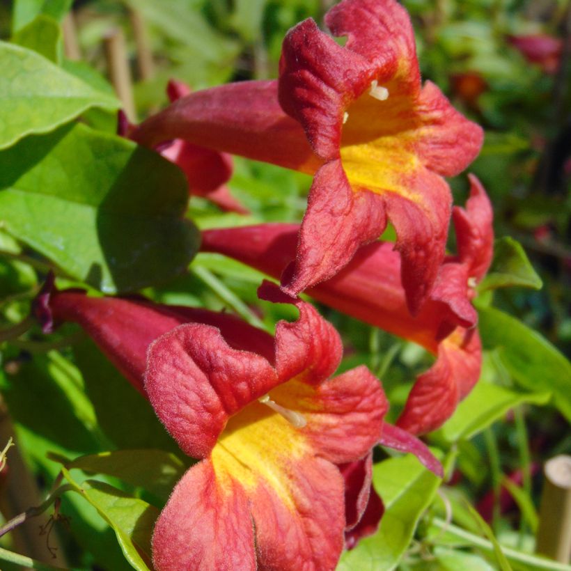 Campsis capreolata Atrosanguinea - Trompetenblume (Flowering)