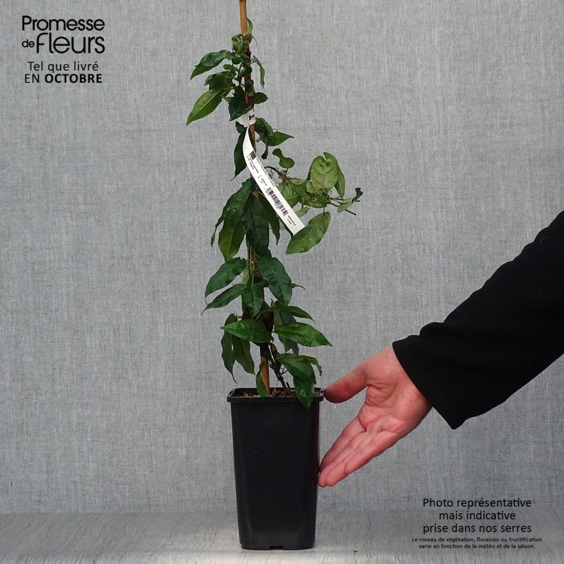 Example of Campsis capreolata - Trompetenblume Topf mit 1L/1,5L as you get in automne