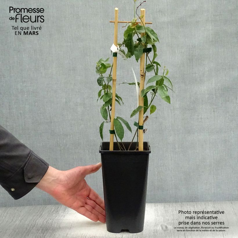 Exemplar von Campsis capreolata - Trompetenblume Topf mit 2L/3L wie im Frühjahr geliefert