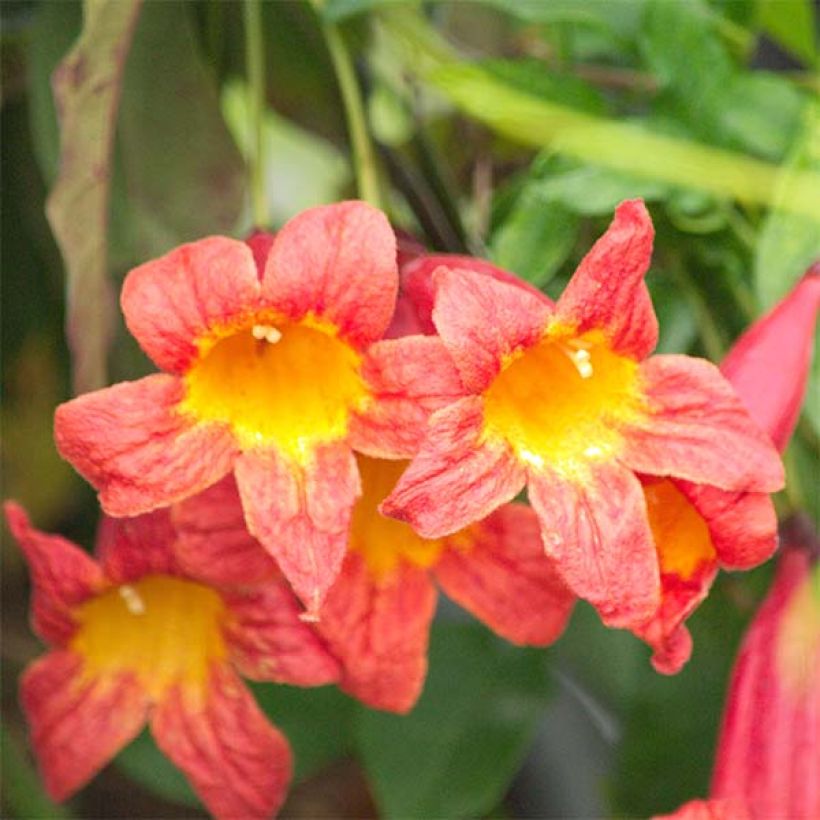 Campsis capreolata Tangerine Beauty - Trompetenblume (Flowering)