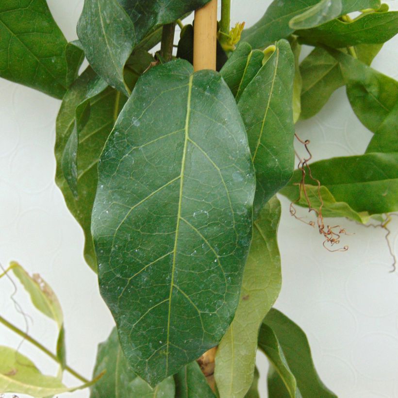 Campsis capreolata Tangerine Beauty - Trompetenblume (Foliage)