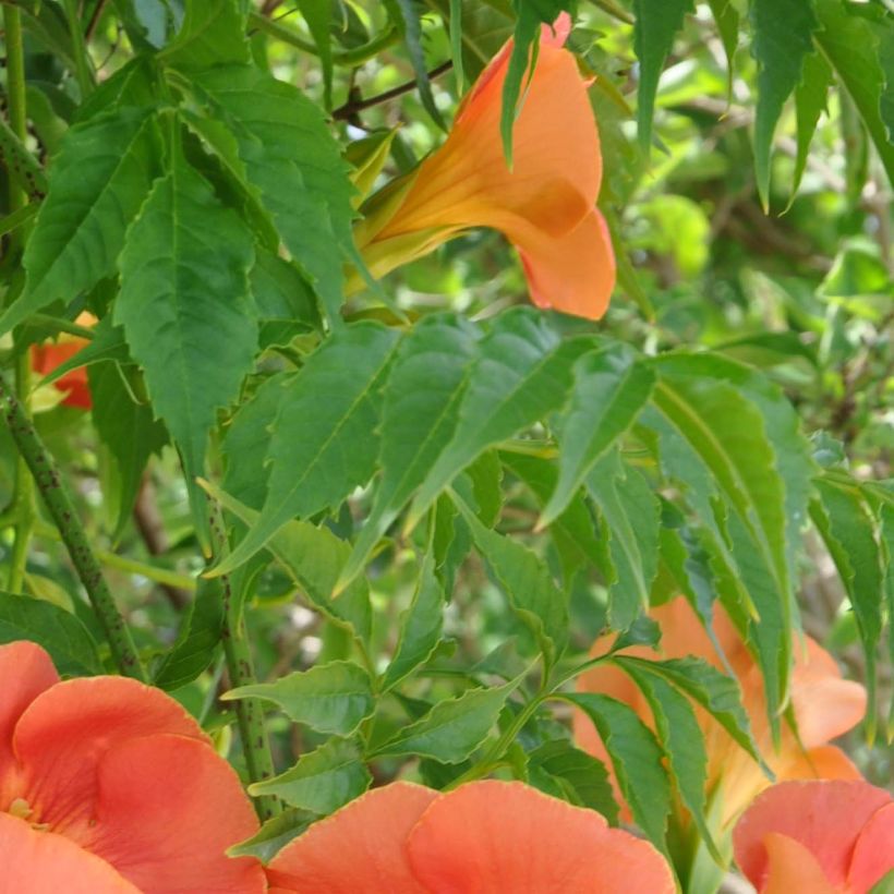 Campsis grandiflora - Chinesische Klettertrompete (Foliage)