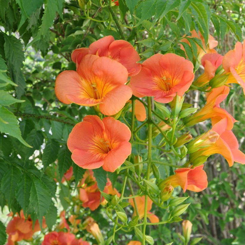 Campsis grandiflora - Chinesische Klettertrompete (Flowering)