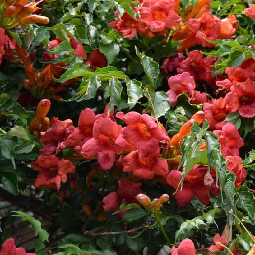 Campsis radicans Atropurpurea - Amerikanische Klettertrompete (Flowering)