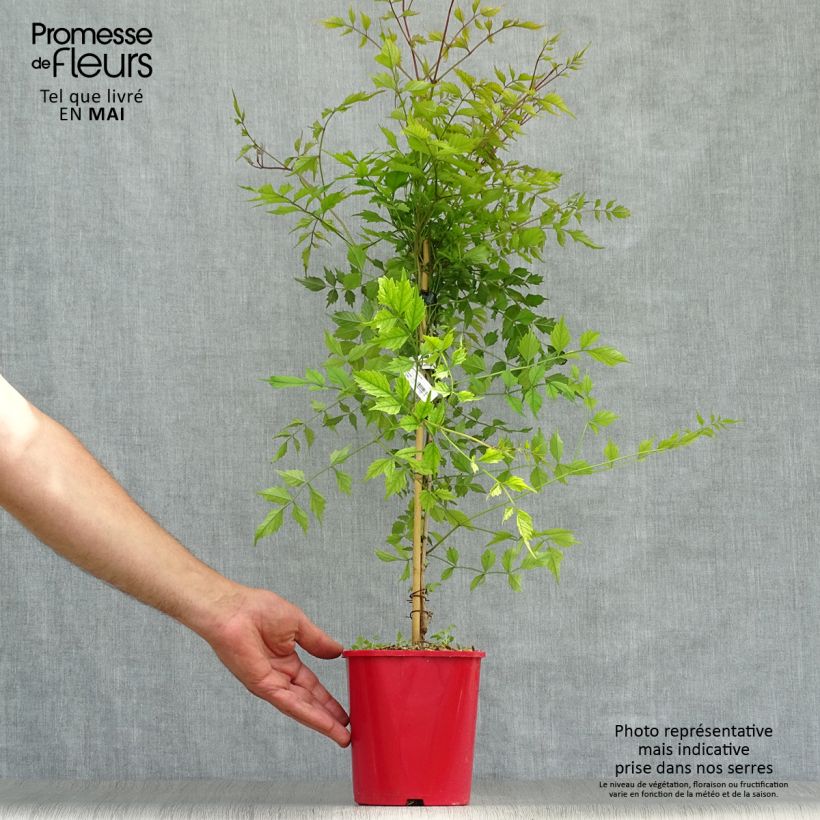 Exemplar von Campsis radicans Flamenco - Amerikanische Klettertrompete Topf mit 2L/3L wie im Frühjahr geliefert