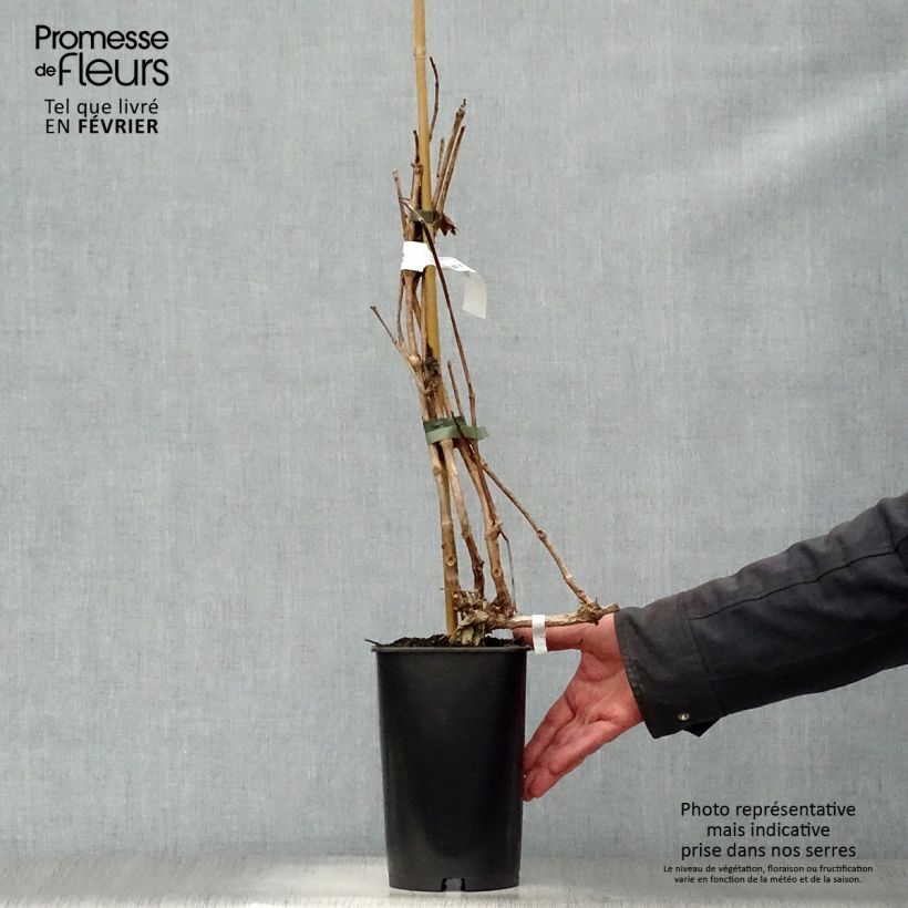 Exemplar von Campsis radicans Indian summer - Amerikanische Klettertrompete Topf mit 2L/3L wie im Winter geliefert