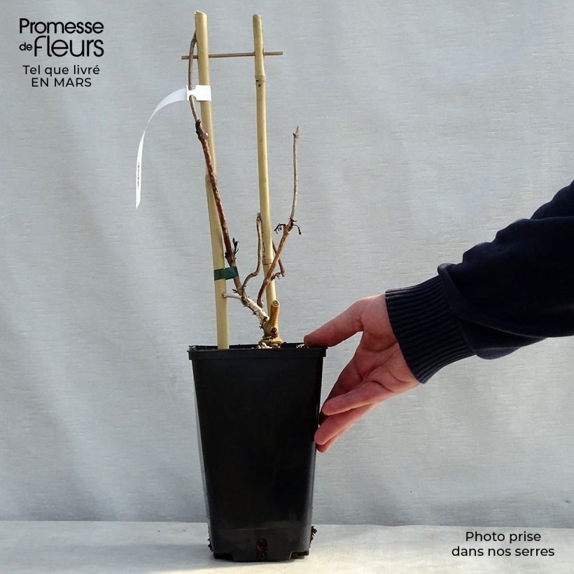 Exemplar von Campsis radicans Judy - Amerikanische Klettertrompete Topf mit 2L/3L wie im Frühjahr geliefert