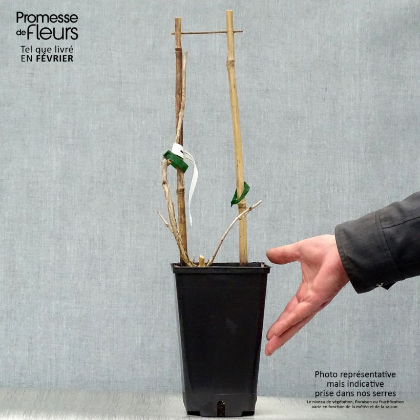 Exemplar von Campsis radicans Judy - Amerikanische Klettertrompete Topf mit 2L/3L wie im Winter geliefert