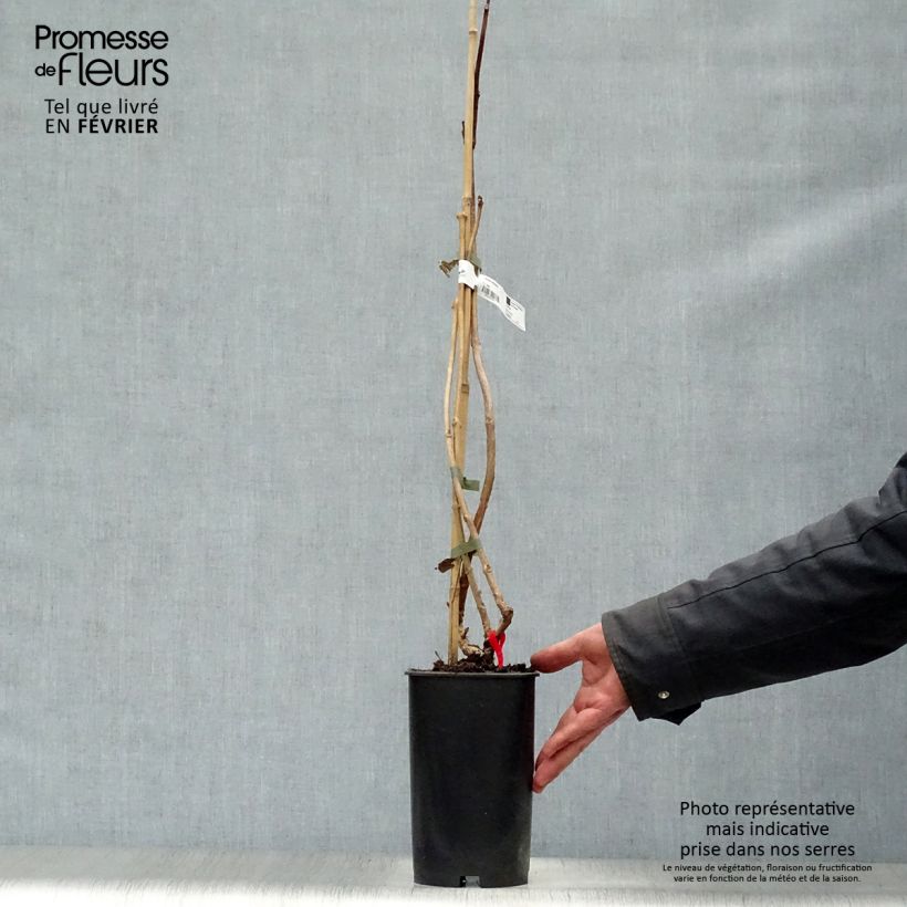 Exemplar von Campsis radicans Stromboli - Amerikanische Klettertrompete Topf mit 2L/3L wie im Winter geliefert