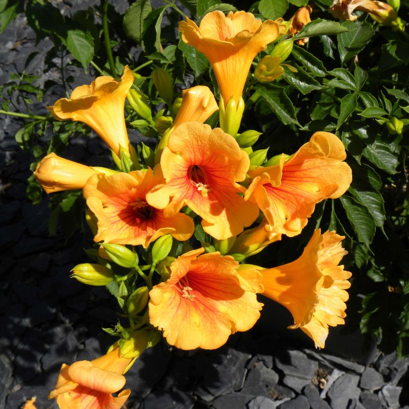 Campsis tagliabuana Summer Jazz Gold - Große Klettertrompete (Flowering)