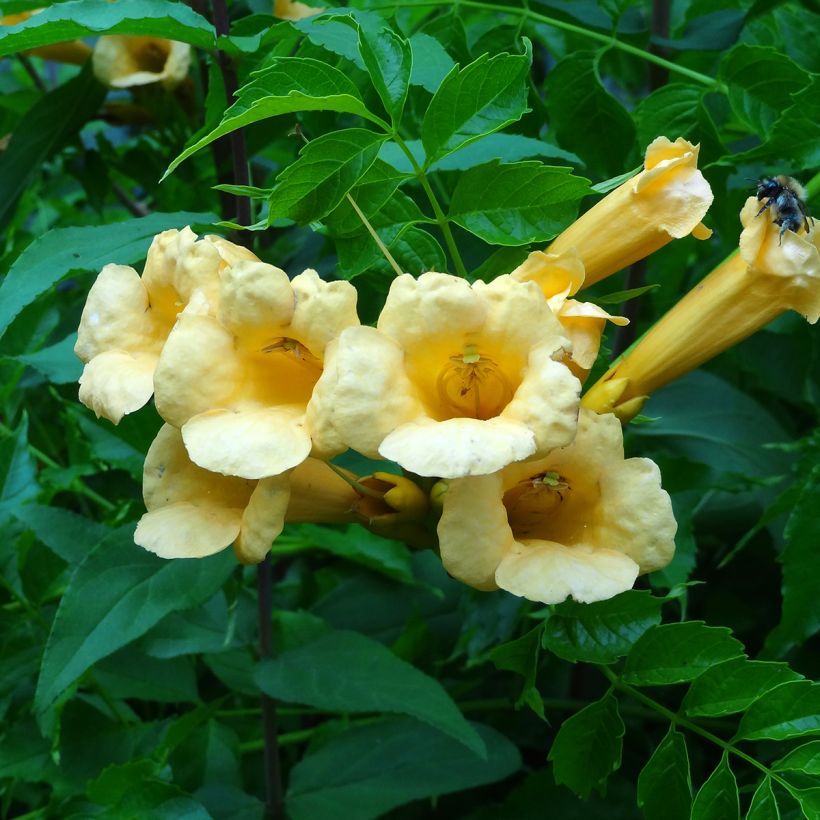 Campsis radicans Yellow Trumpet - Amerikanische Klettertrompete (Flowering)