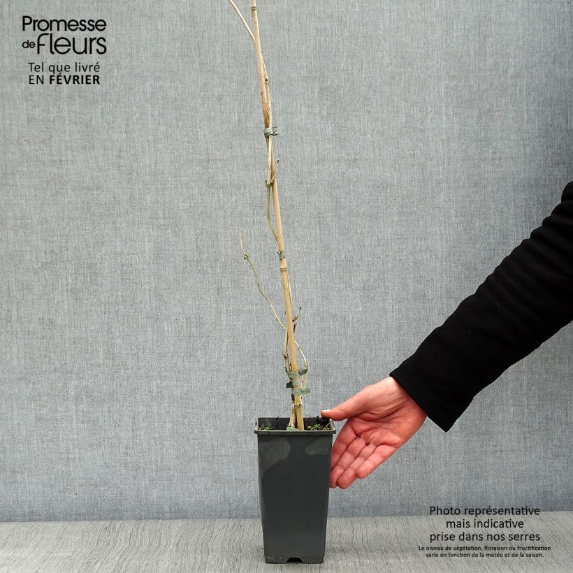 Exemplar von Campsis radicans Yellow Trumpet - Amerikanische Klettertrompete Topf mit 2L/3L wie im Winter geliefert