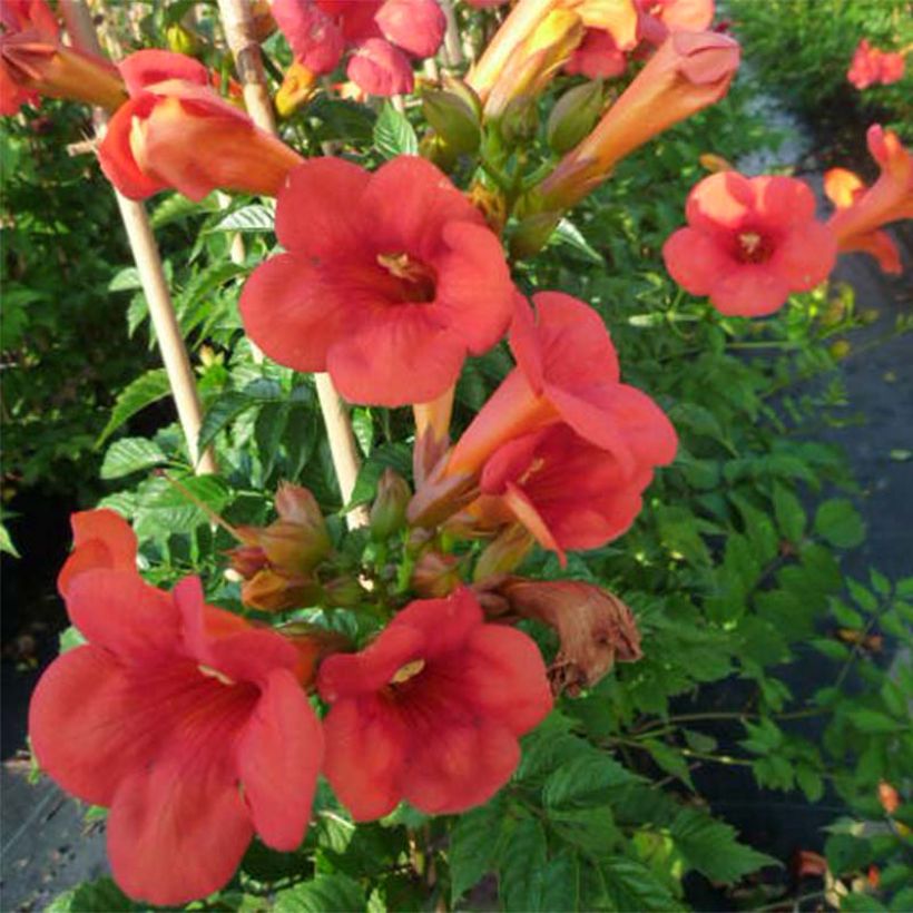 Campsis tagliabuana Madame Galen - Große Klettertrompete (Flowering)