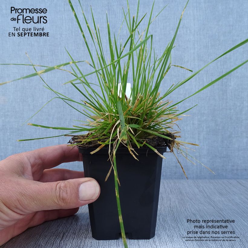 Example of Rasen-Schmiele Northern Lights - Deschampsia caespitosa Kleine Töpfe von 8/9 cm as you get in automne
