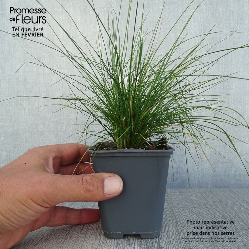Example of Rasen-Schmiele Vivipara - Deschampsia caespitosa Kleine Töpfe von 8/9 cm as you get in automne