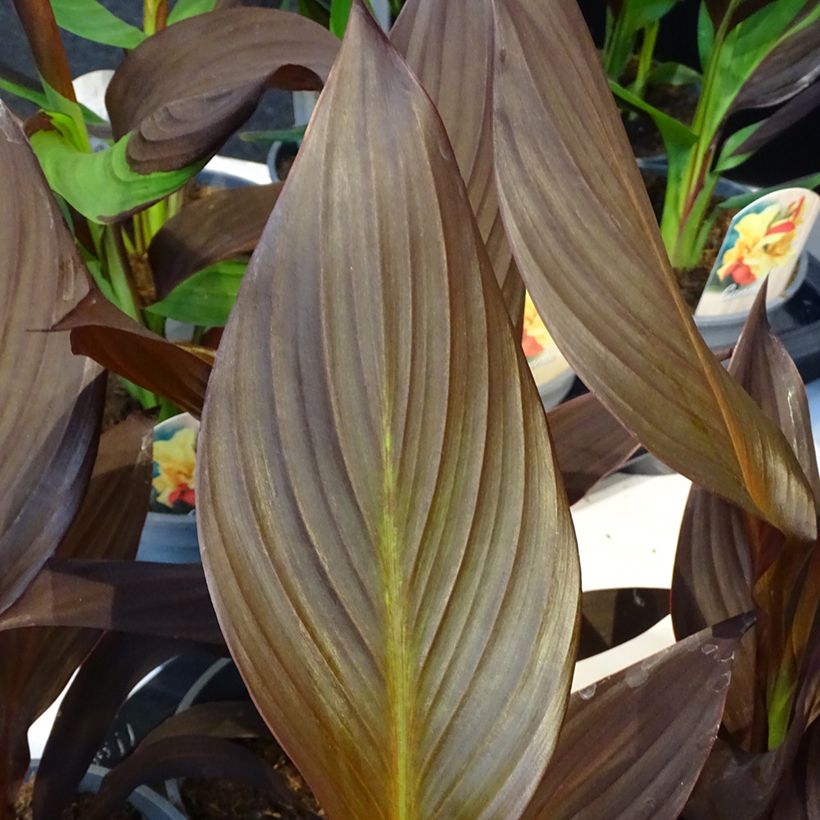 Blumenrohr Mme Angèle Martin - Canna (Laub)