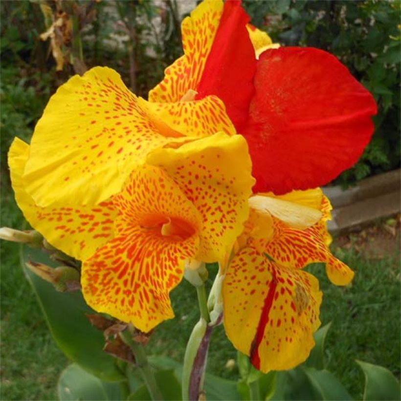 Blumenrohr Cleopatra - Canna (Flowering)
