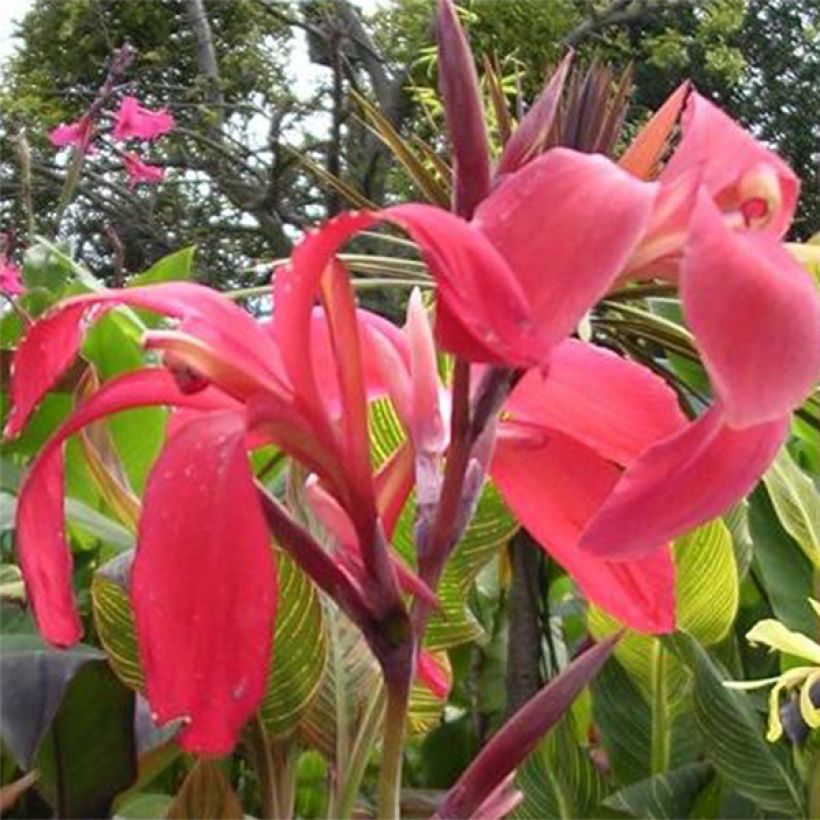 Blumenrohr Endeavour - Canna (Flowering)
