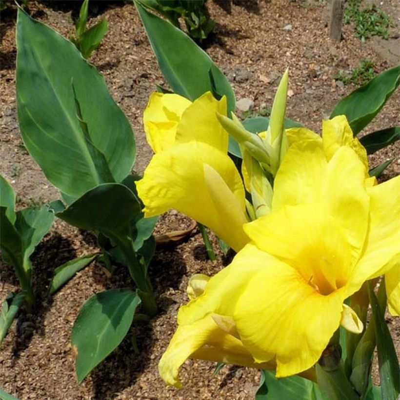 Blumenrohr Felix Ragout - Canna (Foliage)
