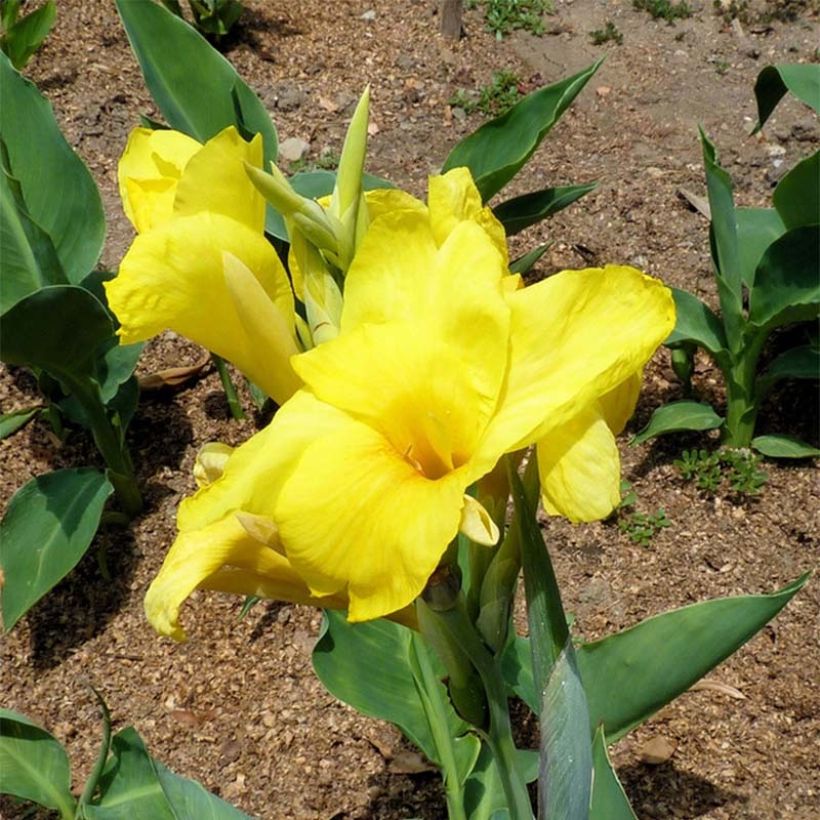 Blumenrohr Felix Ragout - Canna (Flowering)