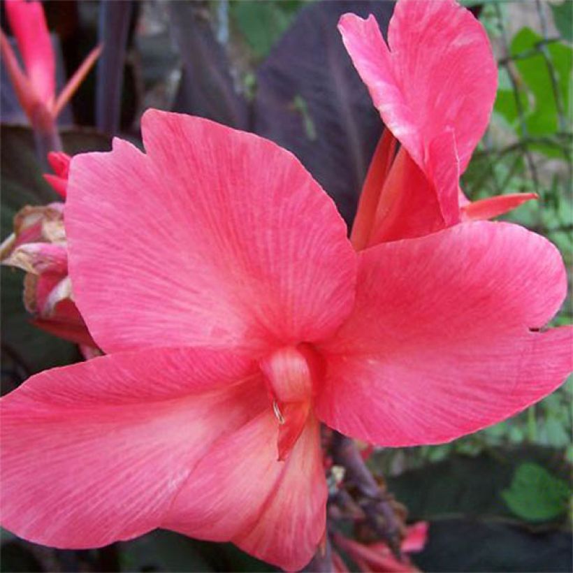 Blumenrohr Felix Roux - Canna (Flowering)