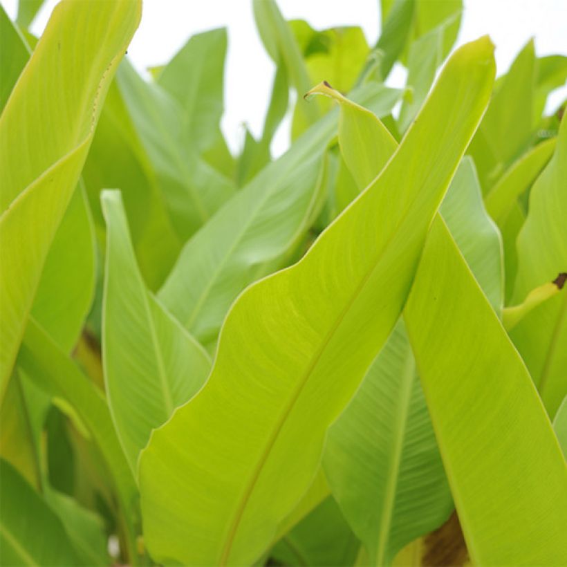 Blumenrohr Lolita - Canna (Foliage)